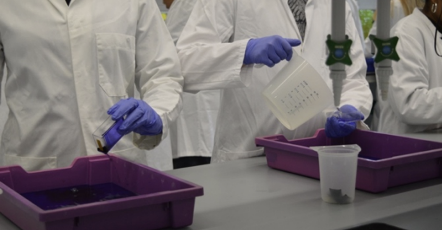 Students staining gels and washing them with water