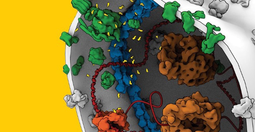 Image shows an artist's impression of a bottom-up constructed synthetic cell, representing the three basic processes of a living cell: cell fuelling (green), DNA processing (orange/red), and cell division (blue).