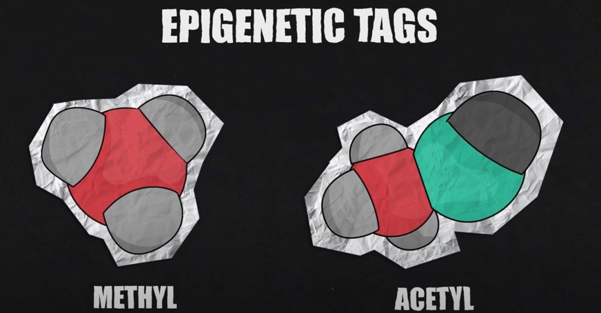 Screenshot of video with graphic of methyl and acetyl molecules as epigenetic tags