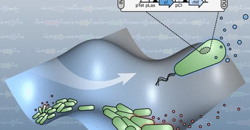 Illustration of an agent-based model of engineered bacteria containing synthetic genetic circuits that enable communication via diffusive quorum sensing molecules