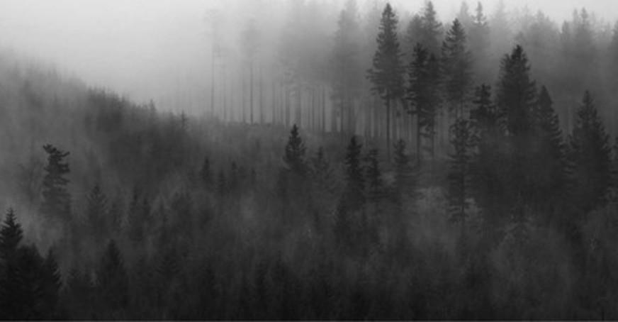 A misty black and white photograph of a forest