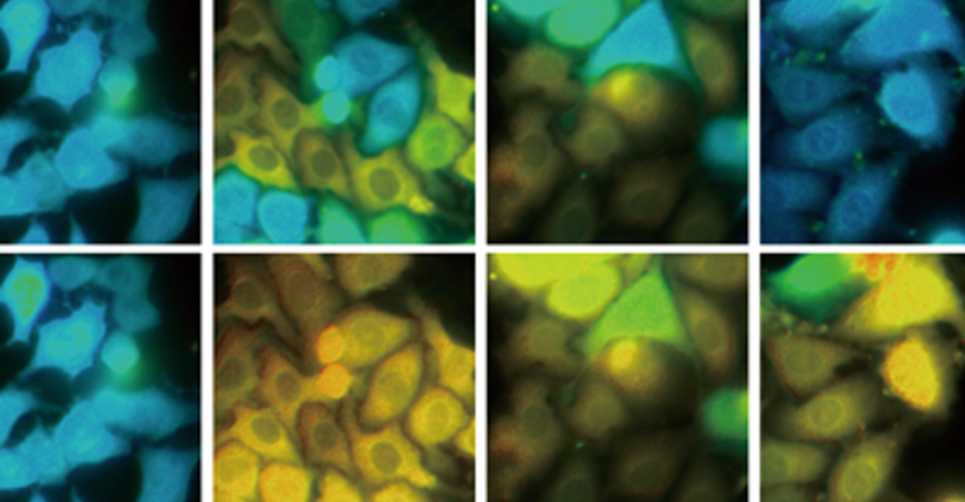 Microscopic image of cell lines for monitoring GPCR signaling.